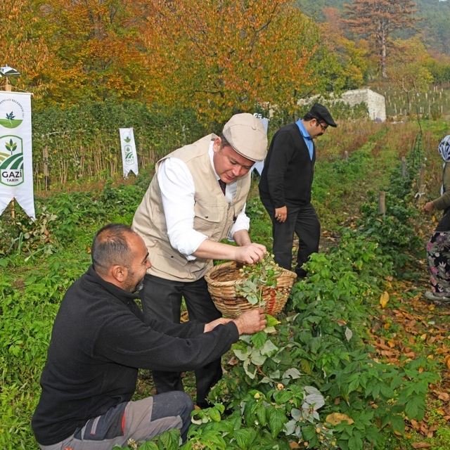 Osmangazi Belediyesinden dağ köylerinde ahududu seferberliği; hedef 100 dön...