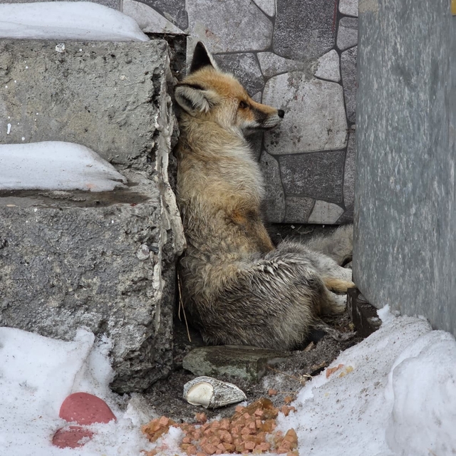 Ardahan'ın Damal ilçesinde yaralanan tilkiye belediye başkanı sahip çıktı