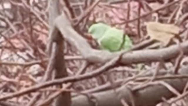 Evden kaçan papağan 2,5 yıldır doğada yaşıyor