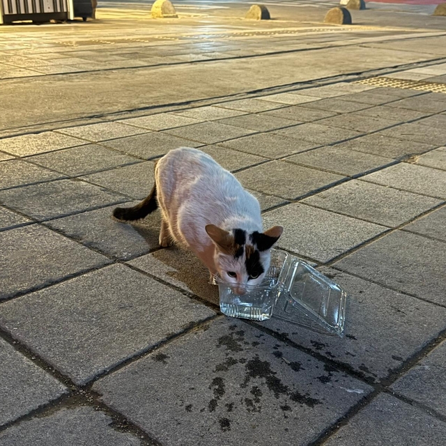 Tokat'ta balkonda mahsur kalan kediyi itfaiye kurtardı