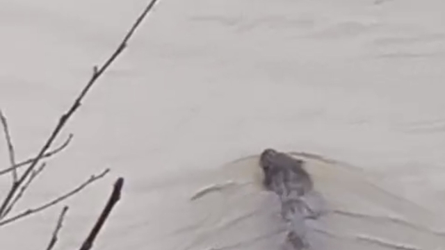 Bartın Irmağı'nda su samuru görüldü