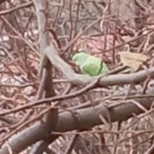 Evden kaçan papağan 2,5 yıldır doğada yaşıyor