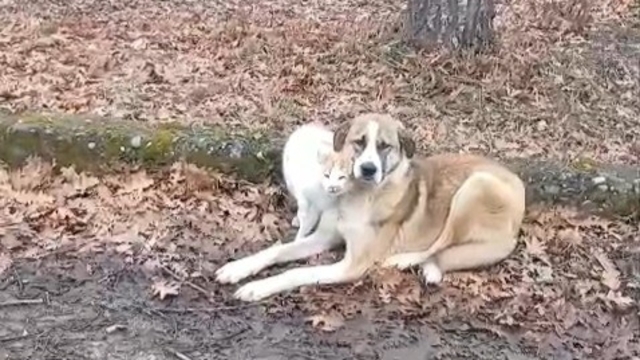 Kedi ve köpeğin dostluğu yüzleri güldürdü
