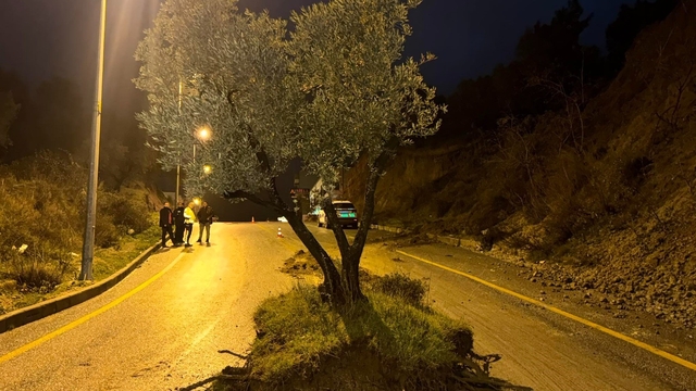 Dağdan kopan zeytin ağacı karayolunu ikiye böldü
Aydın'da sele kapılan zeytin ağacı yolun ortasında durdu
