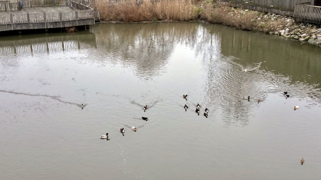 Acarlar Longozu değişken su seviyesine uyum sağlayan bitkilere ve hayvanlara yuva oluyor