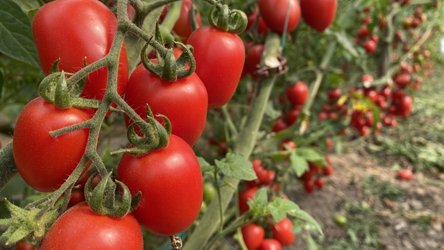 Antalya Ticaret Borsası, Ocak ayı hal endeksini açıkladı
Ocak ayında domates miktar endeksi yıllık yüzde 24,05 azaldı