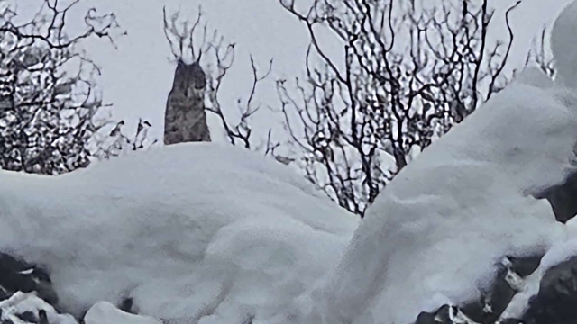 Elazığ'da koruma altındaki vaşak görüntülendi