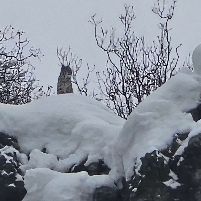 Elazığ'da koruma altındaki vaşak görüntülendi