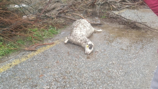 Söke'de sel sularına kapılan 46 küçükbaş hayvan telef oldu