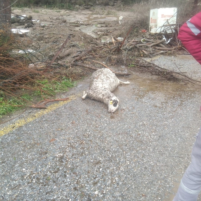 Söke'de sel sularına kapılan 46 küçükbaş hayvan telef oldu
