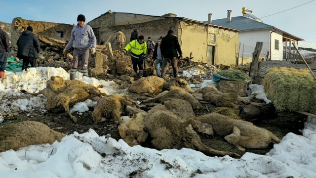 Üzerinde kar biriken ağıl çöktü, 40 koyun öldü