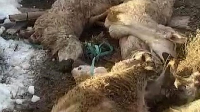 Ahırın çatısı çöktü: 40 koyun 15 kuzu telef oldu