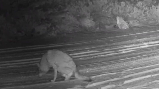 Çankırı'da yaralı kurt ve vaşak fotokapanda