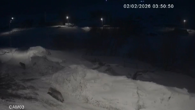 Kars'ta kurtlar köylerde cirit atıyor