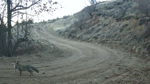 Nevşehir'de yaban hayatı fotokapan ile görüntülendi