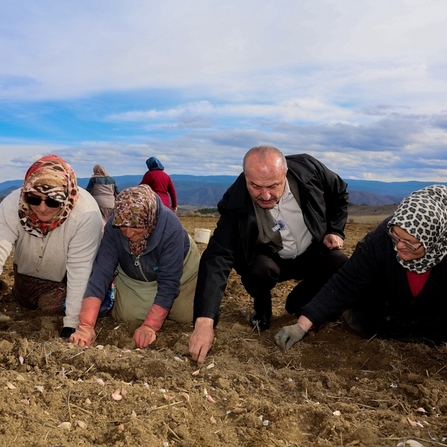 Dünyaca ünlü Taşköprü sarımsağının ekim sezonu erken başladı
'Beyaz altın'ı...