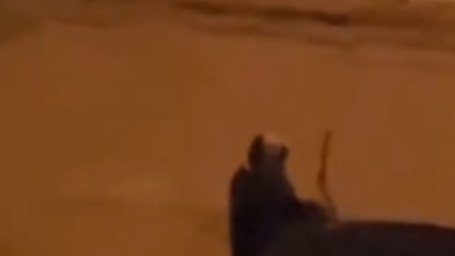 Alkollü olduğu iddia edilen kadın, araçların sileceklerini kırdı