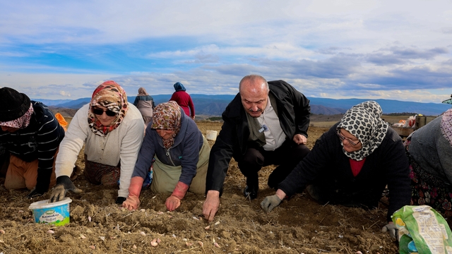 Dünyaca ünlü Taşköprü sarımsağının ekim sezonu erken başladı
'Beyaz altın'ı yetiştirmek için tek tek elleriyle toprağa ekiyorlar