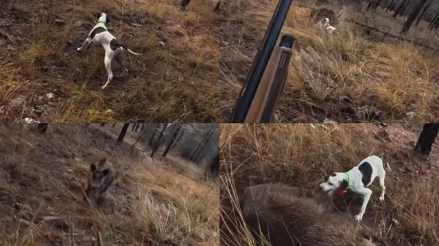 Mersin'de av sırasında domuz saldırısı kamerada