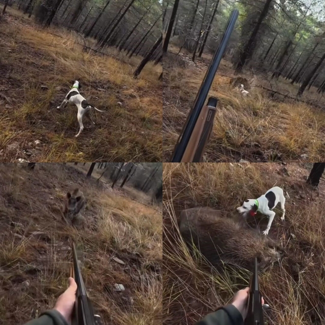 Mersin'de av sırasında domuz saldırısı kamerada