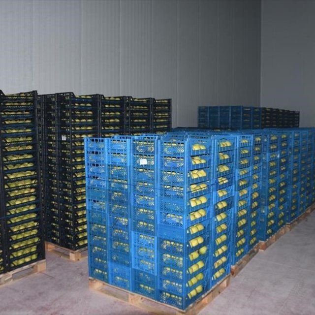 Kestel'e 400 milyon liralık dev meyve tesisi kuruluyor