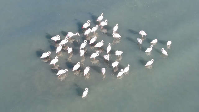 Flamingolar bu yıl da Van'dan göç etmedi