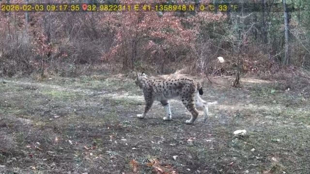 Vaşak ve karaca yavrusu fotokapanla görüntülendi