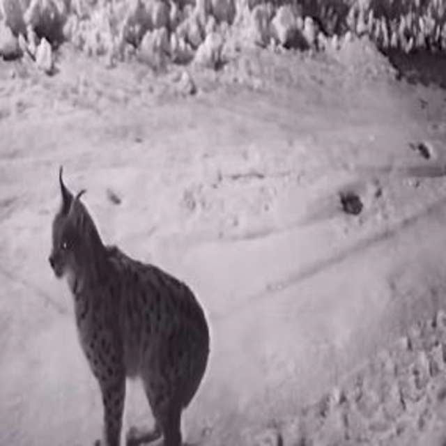 Köye inen aç kalan yabani hayvanlar güvenlik kameralarına yakalandı