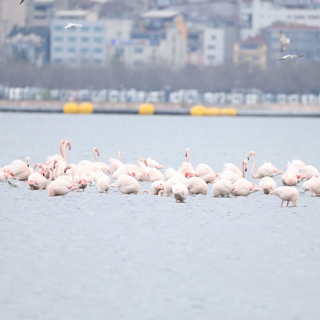 İzmit Körfezi'nin zarif misafirleri şenlikte görüntülendi