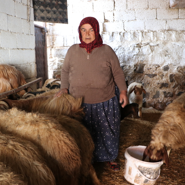 6 ŞUBAT DEPREMLERİNİN ÜÇÜNCÜ YILI
- Depremzede besiciler devlet desteğiyle...