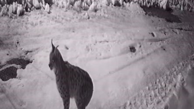 Köye inen aç kalan yabani hayvanlar güvenlik kameralarına yakalandı