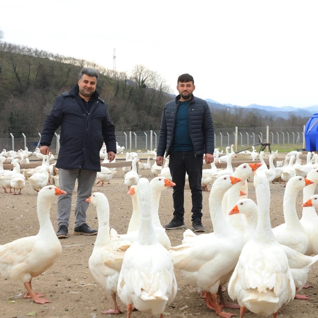 Ordu'da 'alım garantisi' ile kaz yetiştiriciliği büyüyor