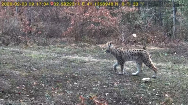 Karabük'te yaban hayatı fotokapanla görüntülendi