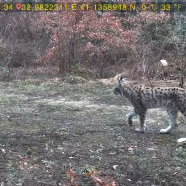 Karabük'te yaban hayatı fotokapanla görüntülendi