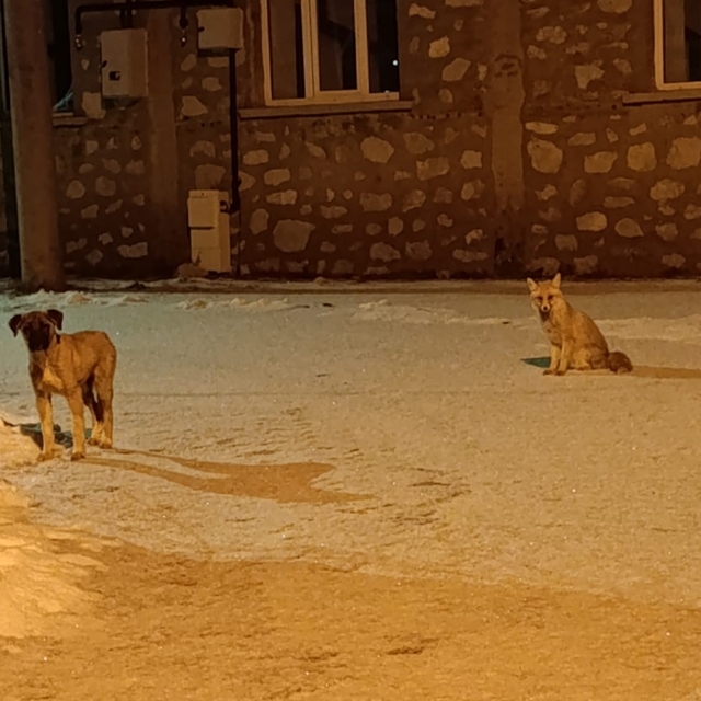 Tilki ile sokak köpeğinin dostluğu kameraya yansıdı