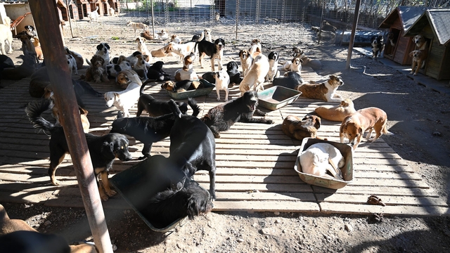 Kemer'de ocak ayında 231 can dostu kısırlaştırıldı