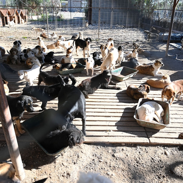 Kemer'de ocak ayında 231 can dostu kısırlaştırıldı