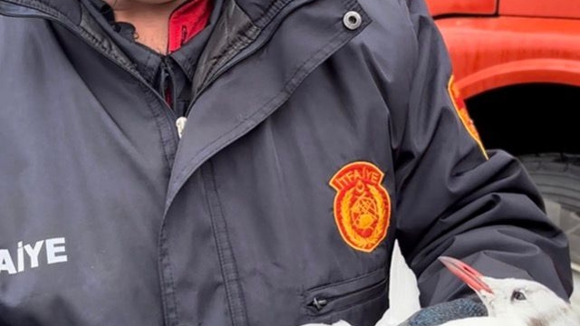 Zonguldak'ta kanadı elektrik teline takılan martı kurtarıldı