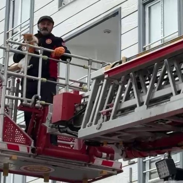 Çatıda mahsur kalan kedi kurtarıldı