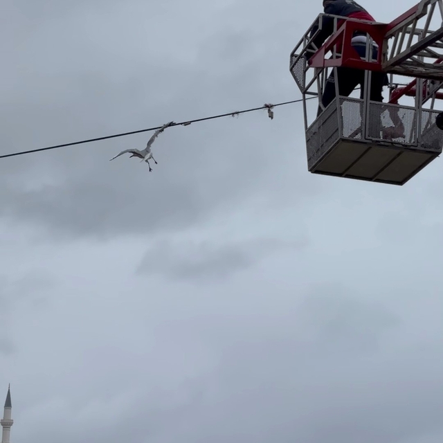 Tellerde mahsur kalan martıyı itfaiye ekipleri kurtardı