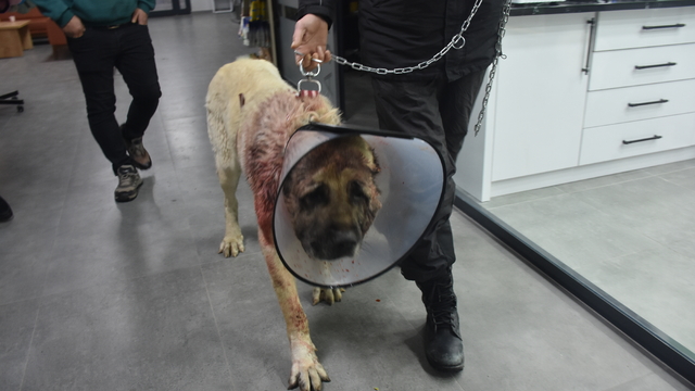 Kangal köpeğinin boynundaki 9 kiloluk tümör operasyonla çıkarıldı