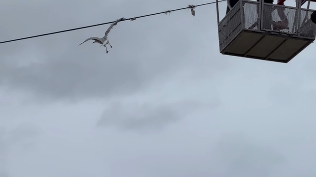 Tellerde mahsur kalan martıyı itfaiye ekipleri kurtardı