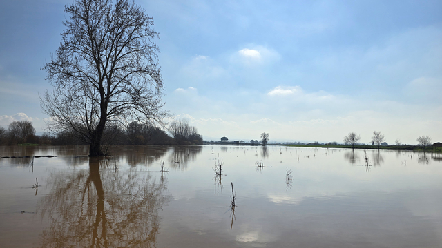 Gediz Nehri'nin taşması nedeniyle Turgutlu Ovası'nda bazı tarım arazileri su altında kaldı