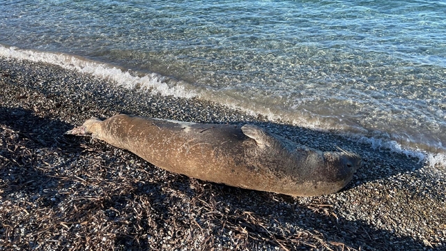 Bodrum'da kıyıda uyuyan fok ilgi odağı oldu