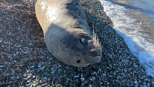 Bodrum'da Akdeniz foku ilgi odağı oldu