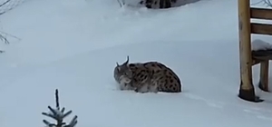Gümüşhane'de bir evin bahçesinde vaşak görüntülendi