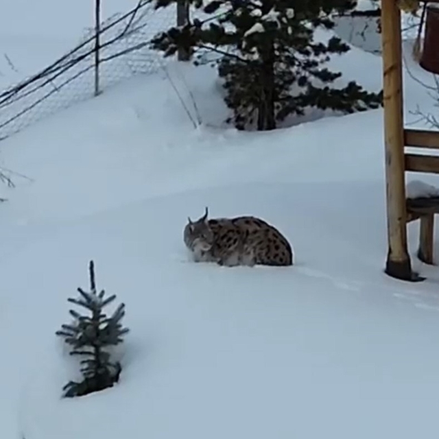 Gümüşhane'de bir evin bahçesinde vaşak görüntülendi