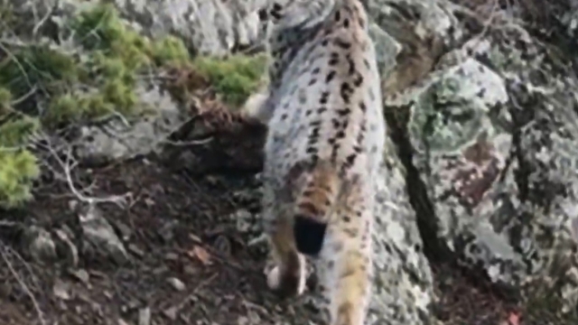 Yaban hayatında nadir görüntü: Artvin'de dağların zirvesinde gebe vaşak kamerada