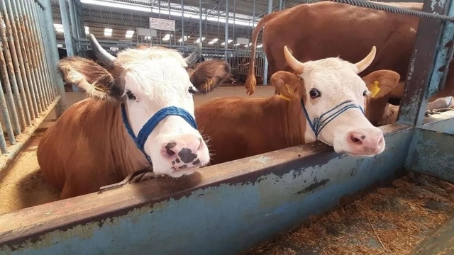 Köşk'te şap karantinası