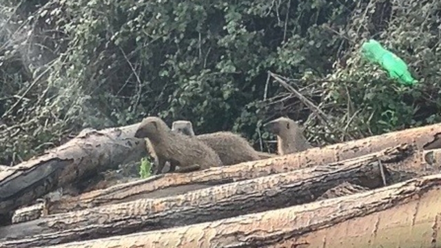 Mersin'de sansar ailesi görüntülendi